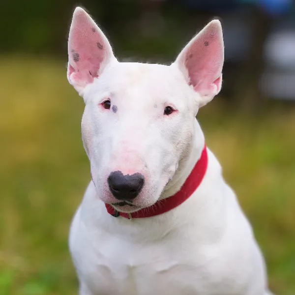 Cabeza de la raza de perro Bullterrier