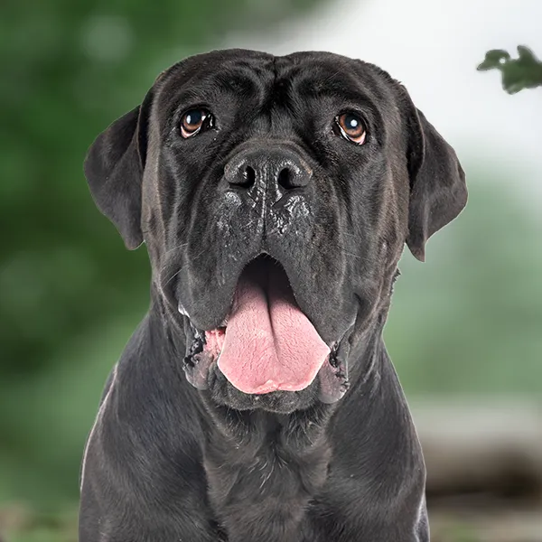 Cabeza de la raza de perro Cane Corso