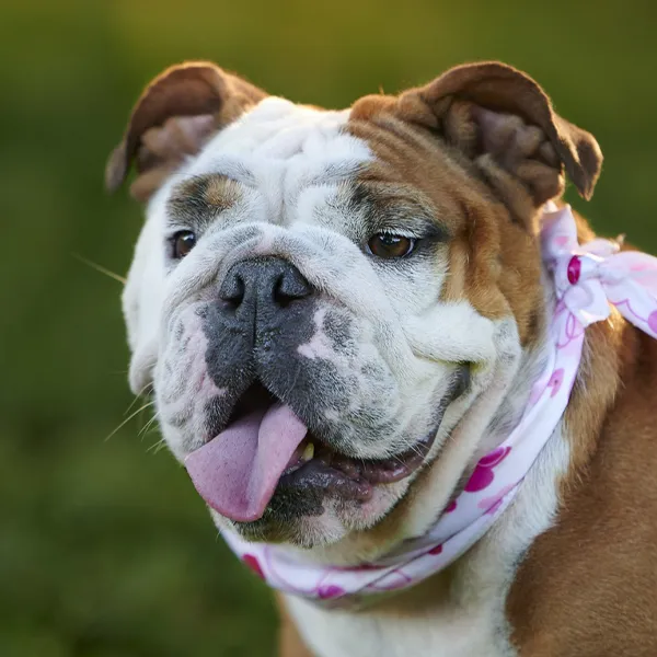 Cabeza de la raza de perro Bulldog Inglés