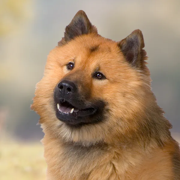 Cabeza de la raza de perro Eurasier