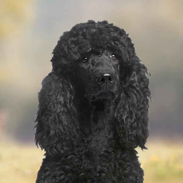 Cabeza de la raza de perro Caniche Grande