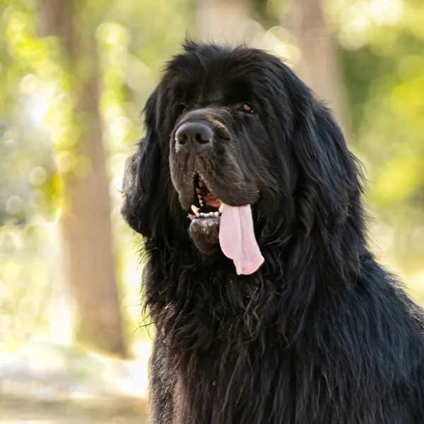 Cabeza de la raza de perro Terranova
