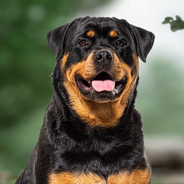 Cabeza de la raza de perro Rottweiler