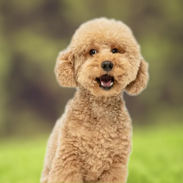 Cabeza de la raza de perro Toy-Pudel