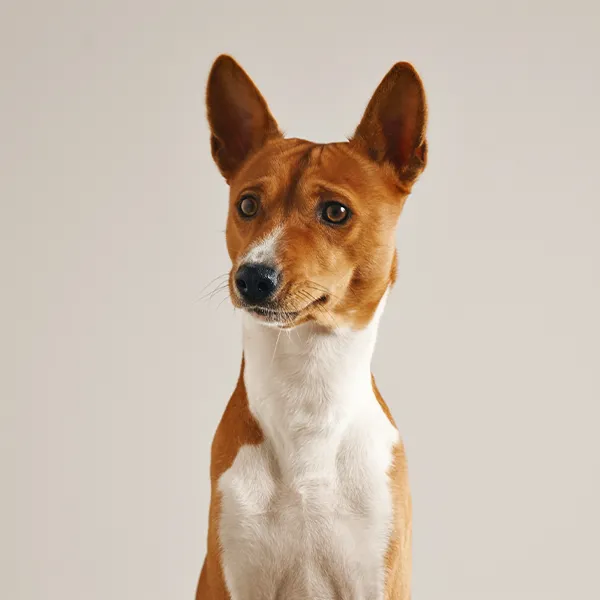Dog breed Basenji