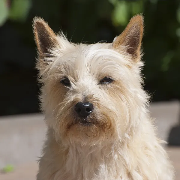 Dog breed Cairn Terrier