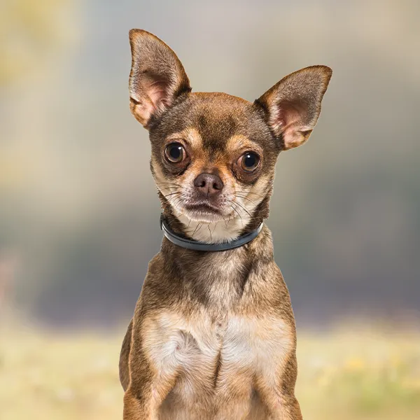 Dog breed Chihuahua