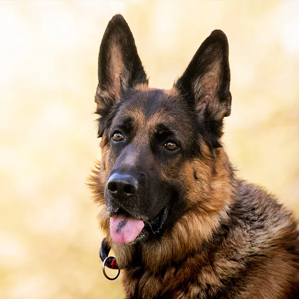 Dog breed German Shepherd
