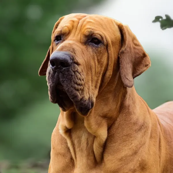 Dog breed Brazilian Fila