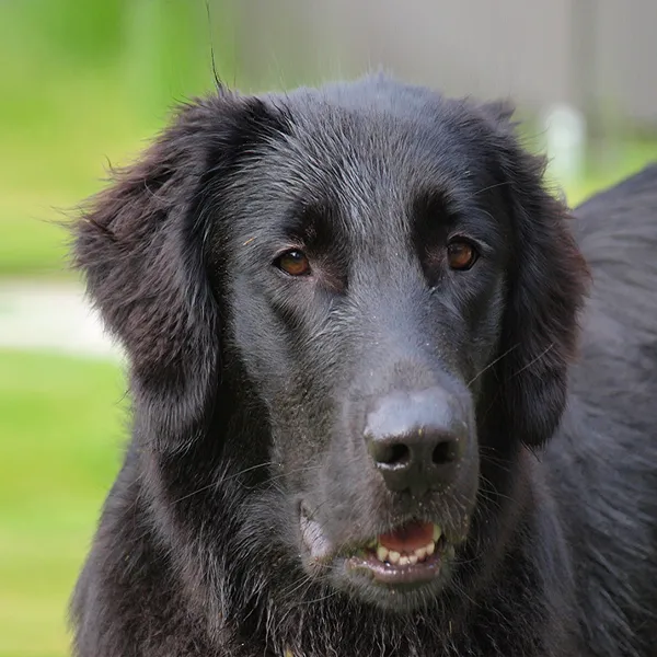 Dog breed Flat-Coated Retriever