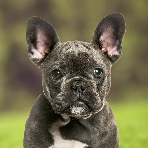 Dog breed French Bulldog