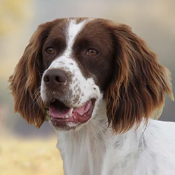 Dog breed French Spaniel