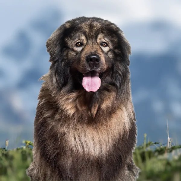 Dog breed Sarplaninac