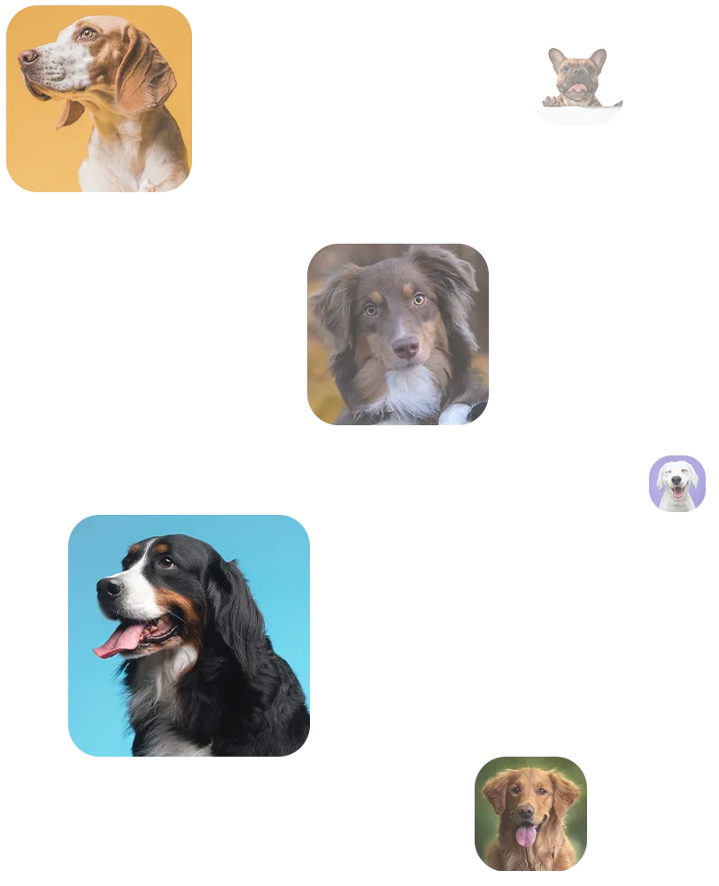 Images of dogs in a square