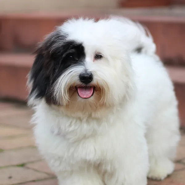 Cabeza de la raza de perro Coton De Tuléar