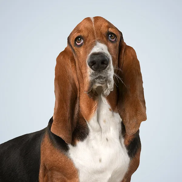 Raza de perro Basset Hound