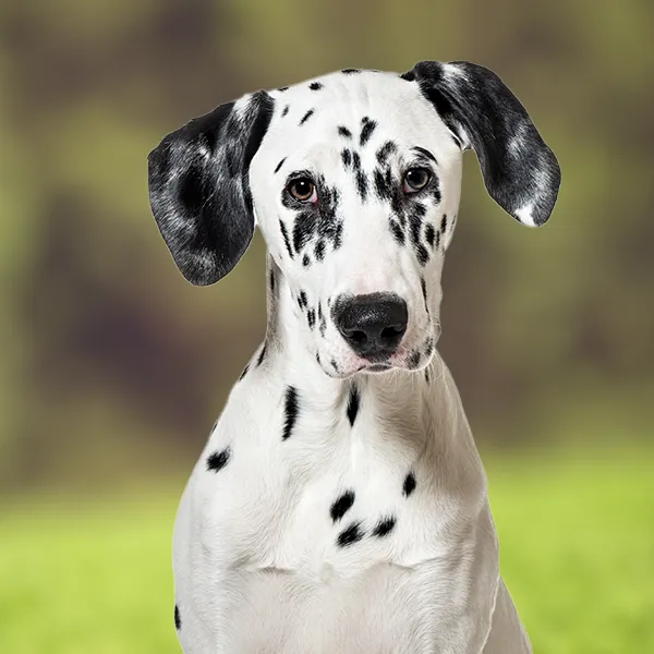 Raza de perro Dálmata