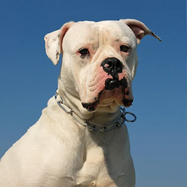 Dog breed American Bulldog
