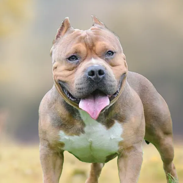 Cabeza de la raza de perro American Bully