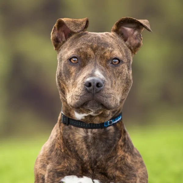 Kopf der Hunderasse American Pit Bull Terrier
