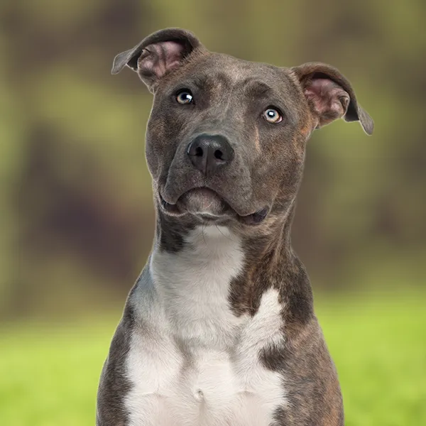 Dog breed American Staffordshire Terrier