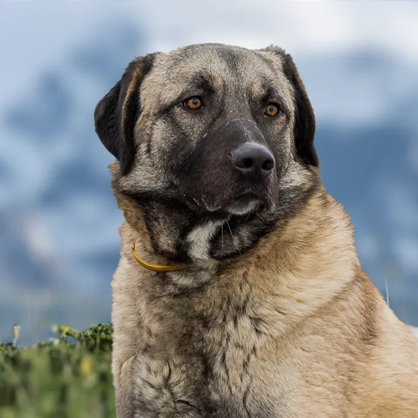 Dog breed Anatolian Shepherd Dog