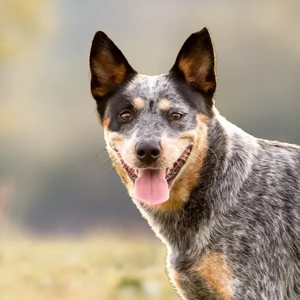 Dog breed Australian Cattle Dog