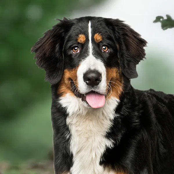 Dog breed Bernese Mountain Dog