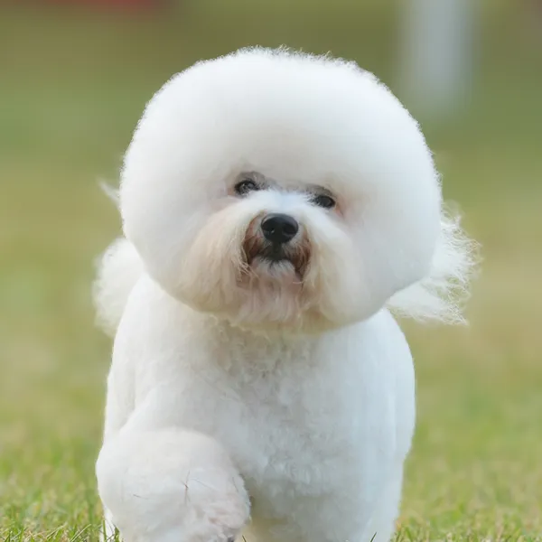 Dog breed Bichon