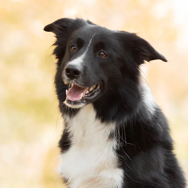 Dog breed Border Collie