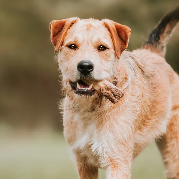 Kopf der Hunderasse Border Terrier