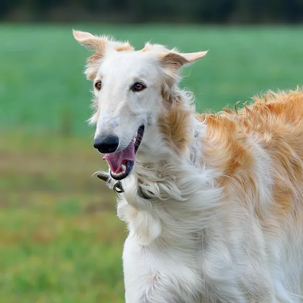 Hoofd van het hondenras Borzoi