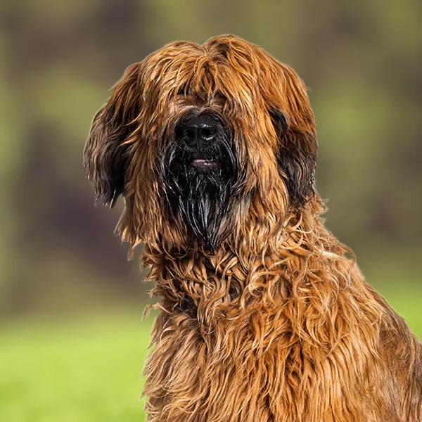 Dog breed Briard