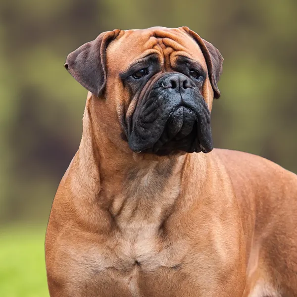 Dog breed Bullmastiff