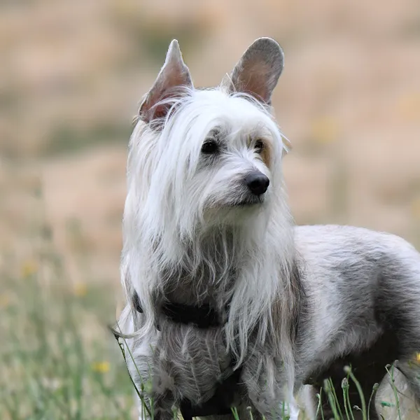 Dog breed Chinese Crested Dog