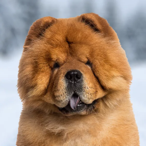 Kopf der Hunderasse Chow Chow