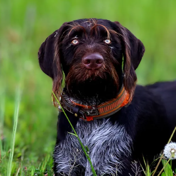 Dog breed German Wirehaired Pointer