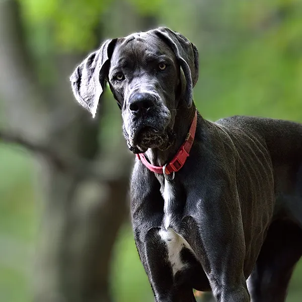 Kopf der Hunderasse Deutsche Dogge