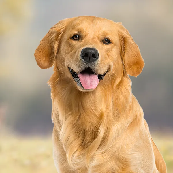 Head of the dog breed Golden Retriever