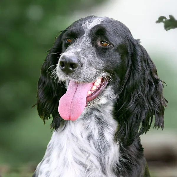 Head of the dog breed Large Münsterländer