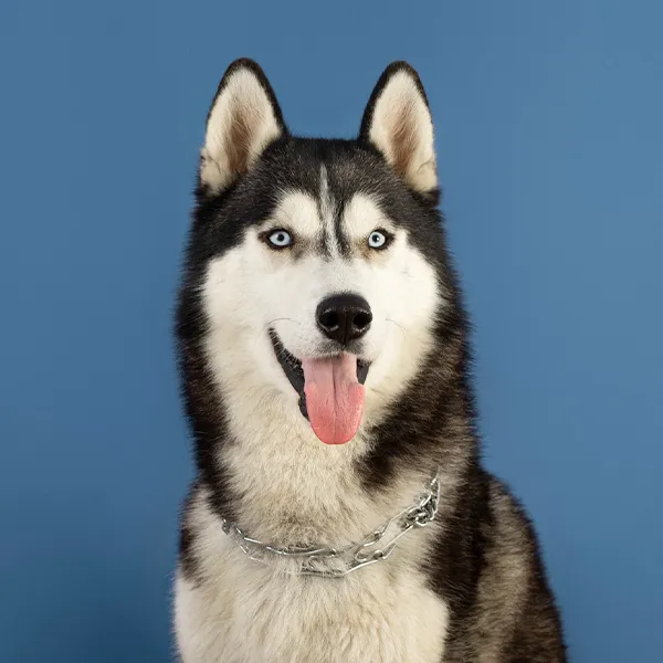 Dog breed Husky