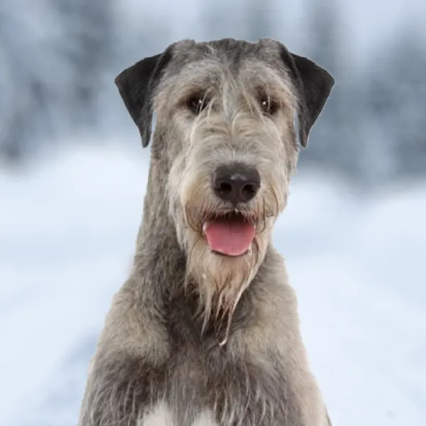 Dog breed Irish Wolfhound