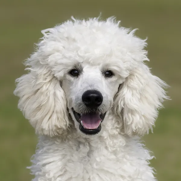 Chef de la race de chien Caniche Nain