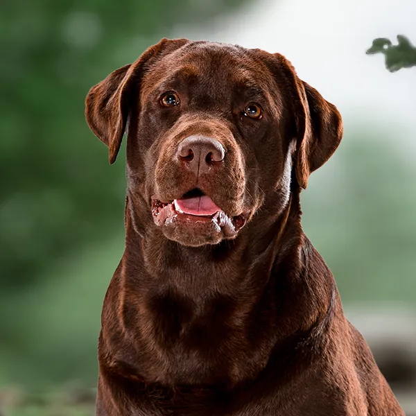 Kopf der Hunderasse Labrador Retriever