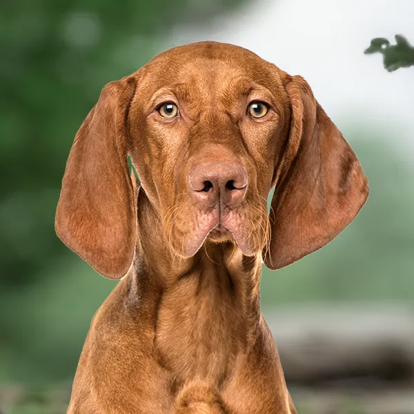 Dog breed Magyar Vizsla