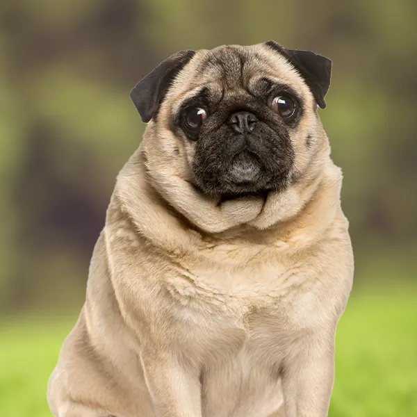 Kopf der Hunderasse Mops