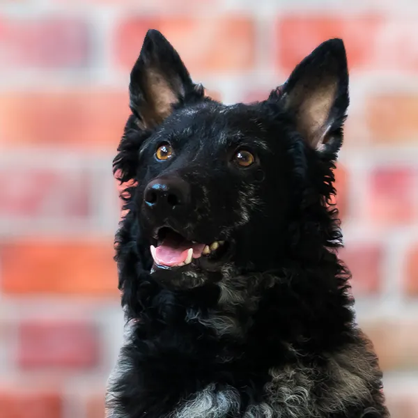 Dog breed Mudi