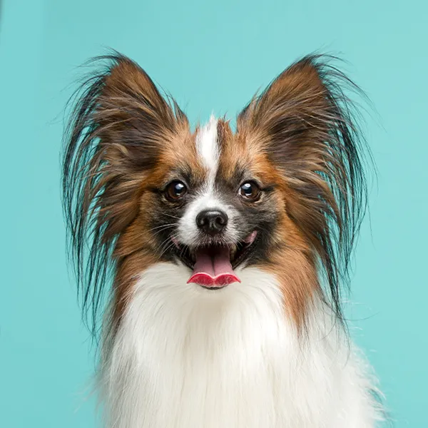Dog breed Papillon
