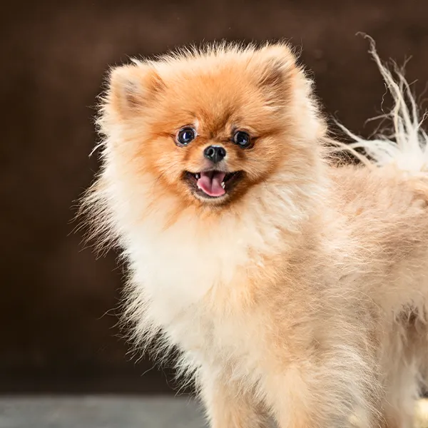 Dog breed Pomeranian