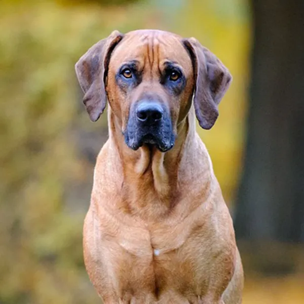 Dog breed Rhodesian Ridgeback